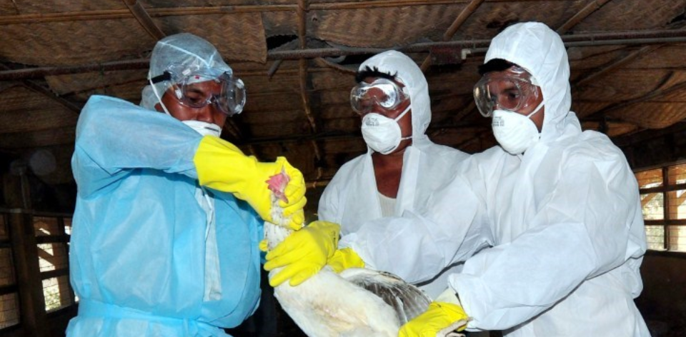 OMS confirma primer caso humano de gripe aviar en Australia